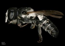   Chalicodoma cephalotes  male lateral habitus, photo: Shaun Heller 
